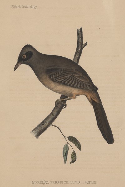 Garrulax Perspicillatus (Gmelin) by American School